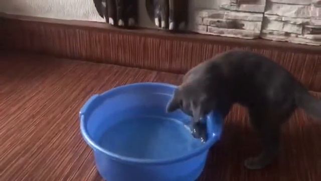 Британцы коты Кот ловит рыбу Прикол смотреть онлайн