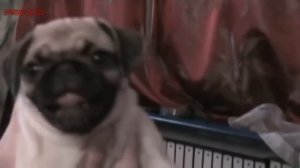 Мопсы | Приколы с мопсами| Смешные мопсы | Pugs | Fun with pugs | Funny Pugs