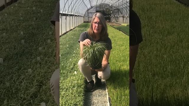 A closer look at Feather Falls Sedge смотреть онлайн