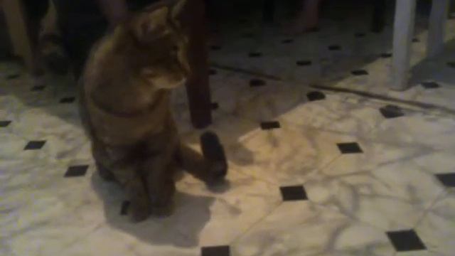 мой кот!!!!!!!!!!!!!!!!!!!!