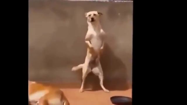 Приколы над людьми! Убойный юмор! Смех до слез! смотреть онлайн