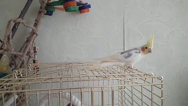 Птенчики растут не по дням, а по часам. смотреть онлайн