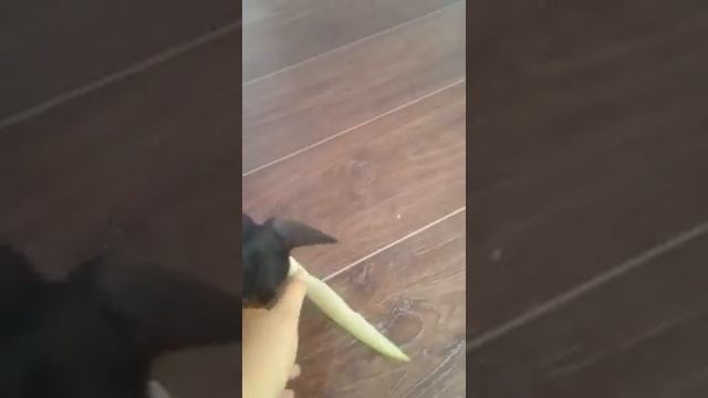 Прикольная собака!!! смотреть онлайн