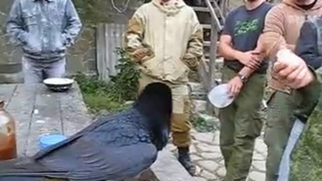 прикольный ворон смотреть онлайн