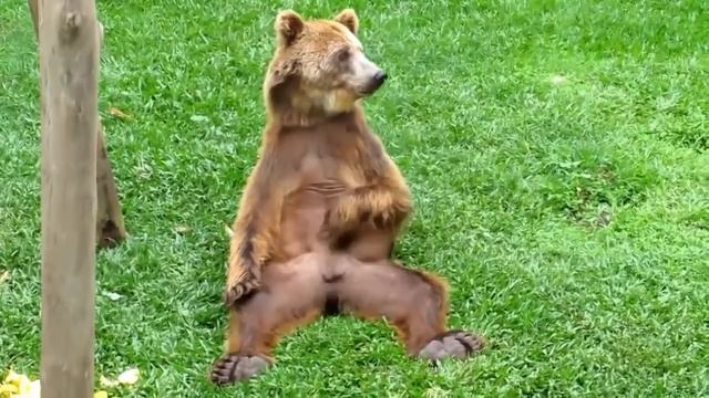 Медведь под кайфом смотреть онлайн