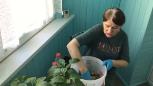 Убираем запах барматухи Дзамболата.