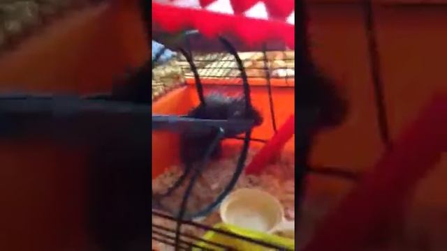 Хомяк после уборки клетки