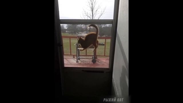 Милые кошки и забавные коты № 3 | Прикольные коты | Смешные коты | Видео с котами