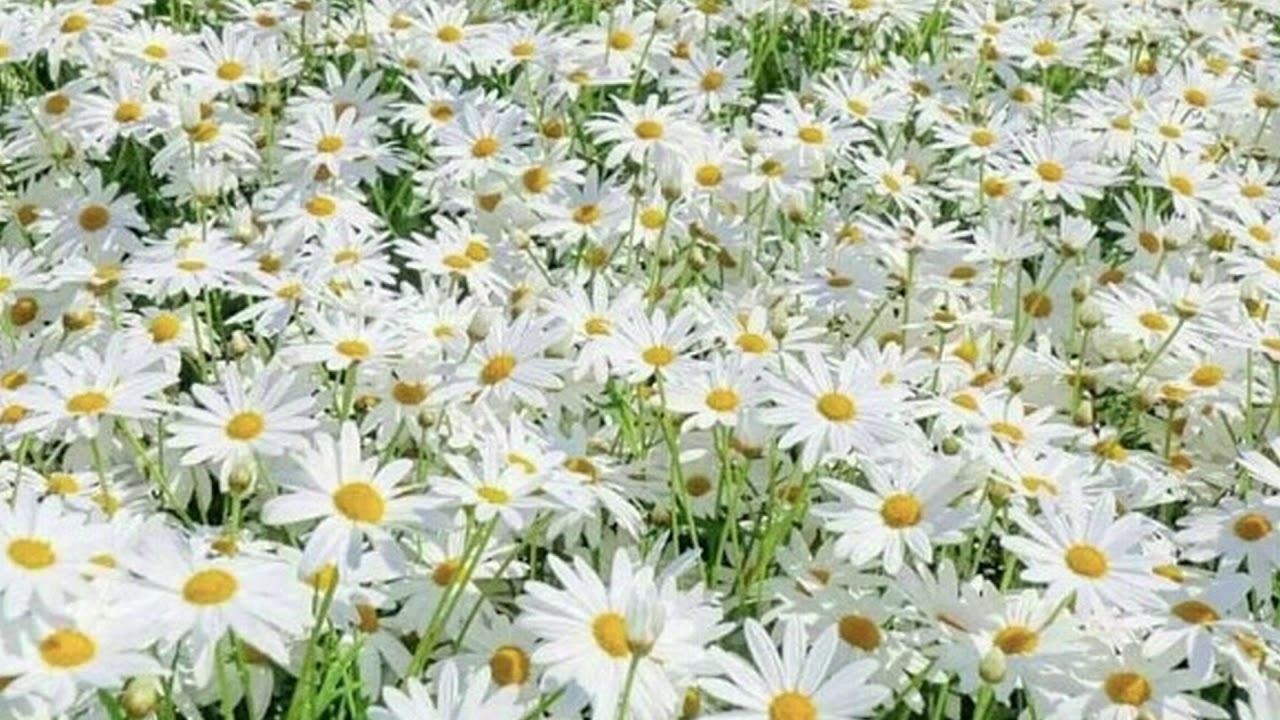 Эдуард Жолудев - Скажите, просто жить ведь хорошо. Читает Владислав Витковский смотреть онлайн