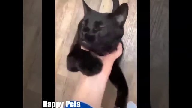 САМЫЕ СМЕШНЫЕ ПРИКОЛЫ НАД КОТАМИ!!! РЖУ НЕ МОГУ смотреть онлайн
