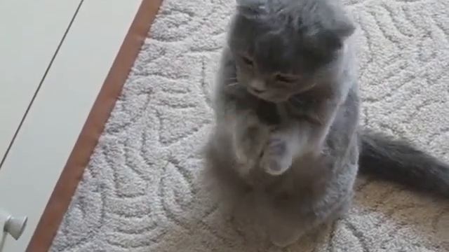 Кот танцует смотреть онлайн