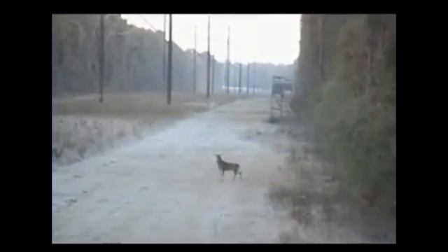 Новая подборка приколов про охоту 2022 😁 смотреть онлайн