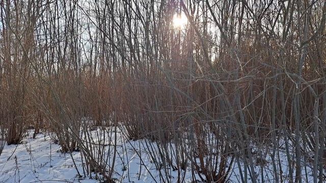 Солнце зимы****Зима 2022-2023/Музыкальные картинки смотреть онлайн
