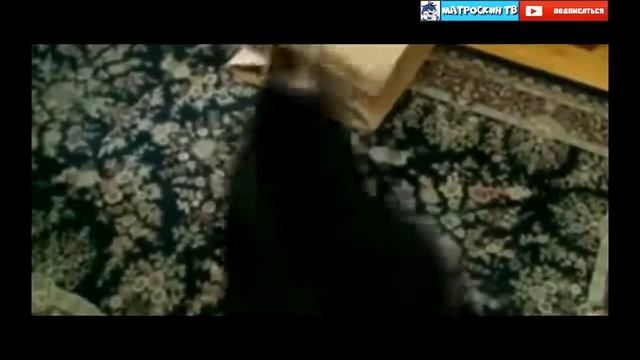 Видео приколы смешное видео с котами и кошками 2017 #2 ТОП приколы 2017 коты и ежики смотреть онлайн