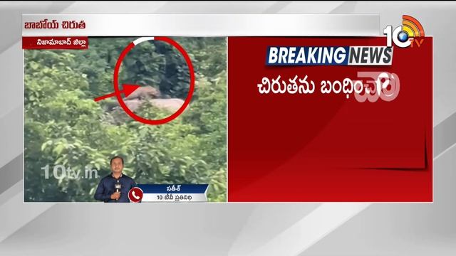 నిజామాబాద్ జిల్లాలో చిరుత హల్ చల్ | Leopard Migration in Nizamabad District | 10TV смотреть онлайн