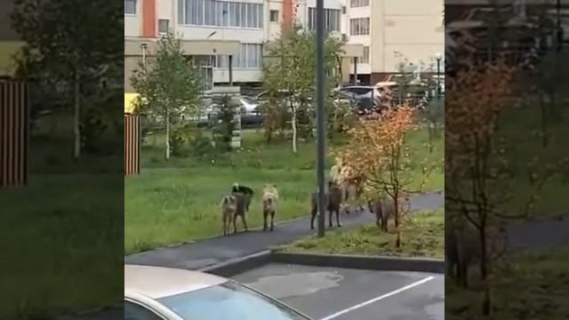 пц в Томске смотреть онлайн