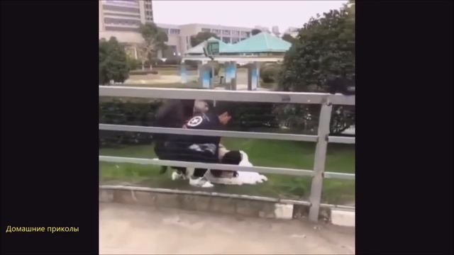 Спорим засмеешься #4 Смотреть домашние приколы 2017 | Bet You Can't Watch This Without Laughing