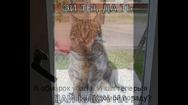 ПРИКОЛЫ С КОТАМИ #2 смотреть онлайн
