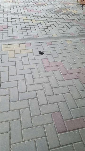 кот батончик 10 часть