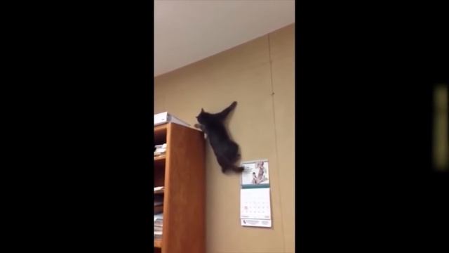 СМЕШНЫЕ КОТЫ И КОШКИ 2018 ПРИКОЛЫ С КОТАМИ И ДРУГИМИ ЖИВОТНЫМИ 2018 ПРИКОЛЫ ПРО КОШЕК 4 смотреть онлайн