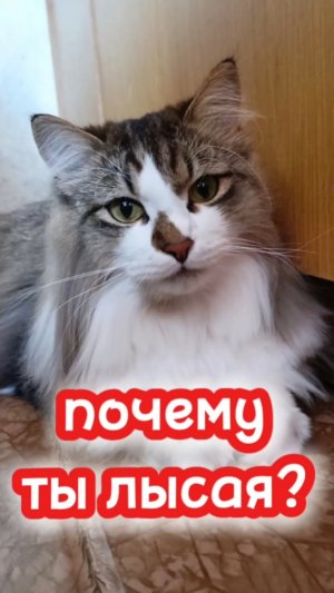 Почему ты лысая?