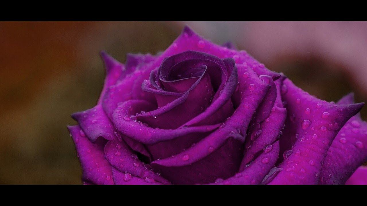 Владимир Сахарцев - "Соната внешности". Читает Владислав Витковский смотреть онлайн