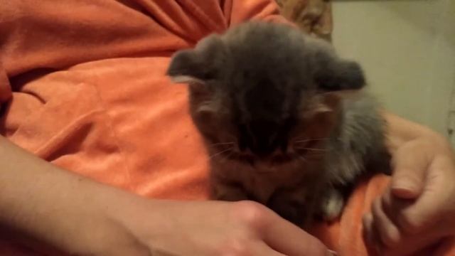 Прикольный Котёнок, вислоухий) смотреть онлайн