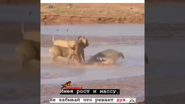 ТОП ЦИТАТЫ ИЗ ИНСТАГРАМА. ЛУЧШИЕ ЦИТАТЫ. Грустные цитаты.Весёлые цитаты и ТД. И ТП. смотреть онлайн