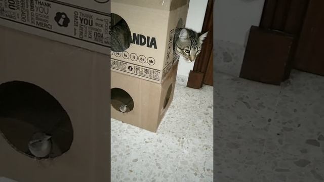 Что будет делать кот, если вы ходили по мяте смотреть онлайн