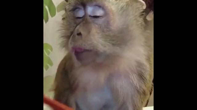 Обезьянка балдеет от расчески смотреть онлайн