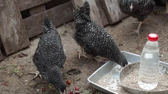 Почему стоит держать кур этой породы? Куры породы доминант снесут Вам много яиц даже зимой. смотреть онлайн