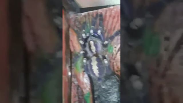 Tarantula feeding смотреть онлайн