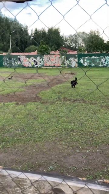 Чайка с воронами против Моти смотреть онлайн