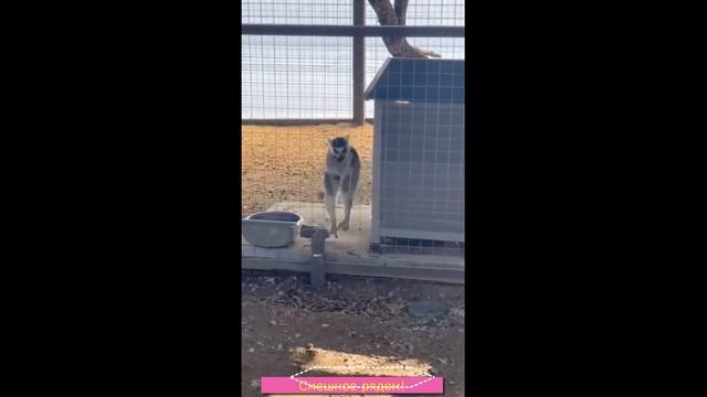 Наглость второе счастье!! Смех до слез! смотреть онлайн