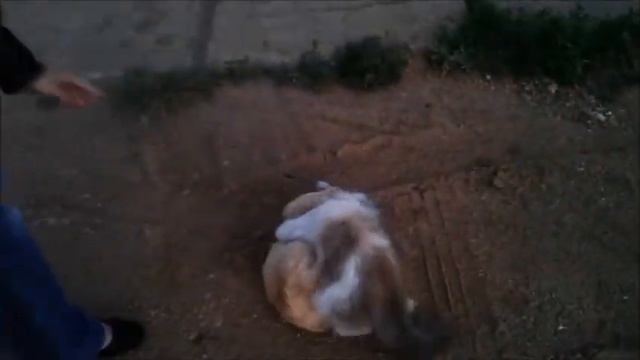 Самое прикольное видео Котэ смотреть онлайн
