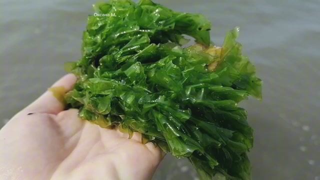 На море около скал Три брата в Александровске-Сахалинском.mp4