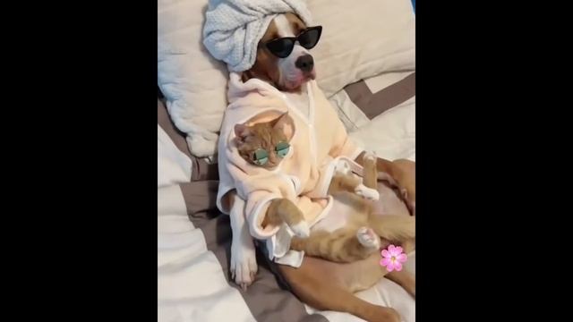 ТОЛЬКО ДЛЯ ТЕБЯ!!! Лучшие приколы с животными! УСПЕЙ ПОСМОТРЕТЬ! смотреть онлайн