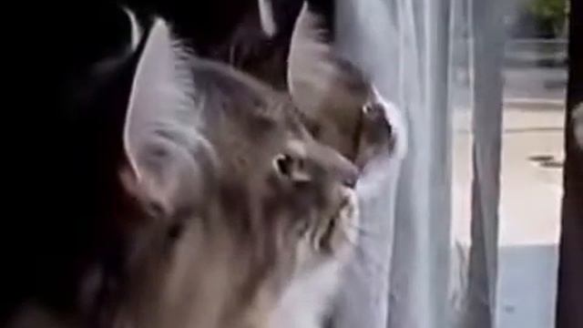 Сумасшедшие коты.Подборка приколов про котов смотреть онлайн