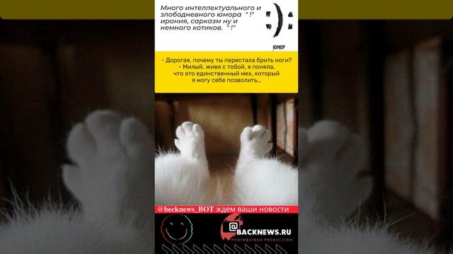 #Юмор Ш, диалог, переписка, цитаты, ирония, сарказм и немного котиков актуально сегодня 22,11,20 смотреть онлайн