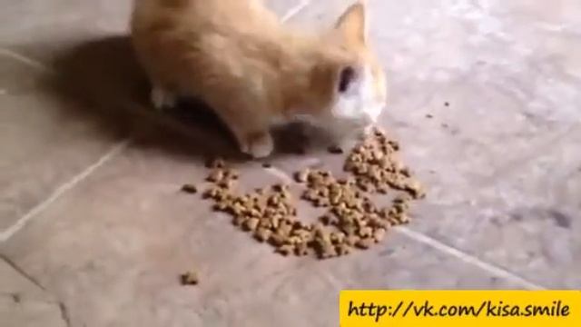 Очень голодный котенок! ==Kisa Smile== Прикольные фото и видео с кошками.mp4 смотреть онлайн