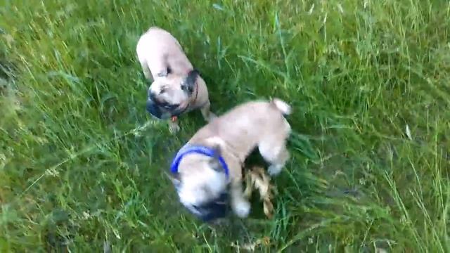 Французский бульдог Леня. Наша первая собака смотреть онлайн