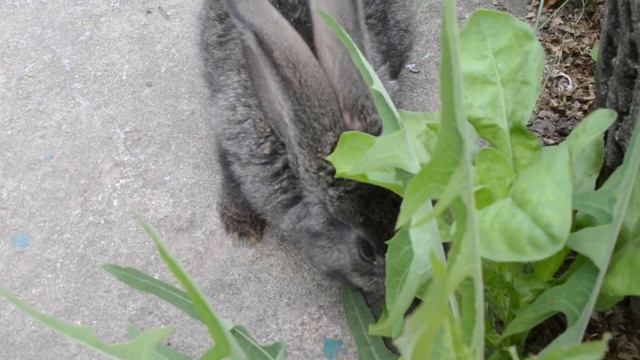 Прикольный кролик Кролик кушает зеленую травку смотреть онлайн