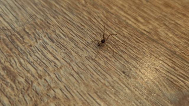 Красивые пауки