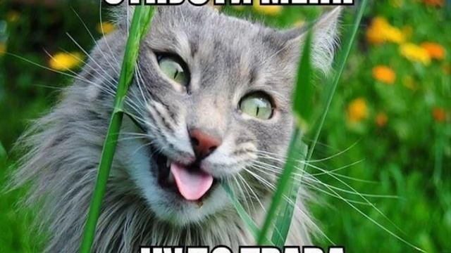 Найти Приколы Бесплатно