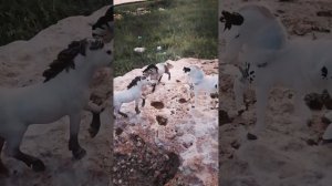 Кто я? Шляйх сериал. Часть первая : знакомство.#лошади шляйх