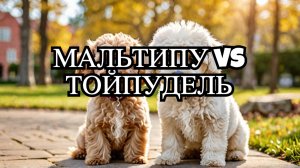 Мальтипу или Тойпудель? В чем отличие?