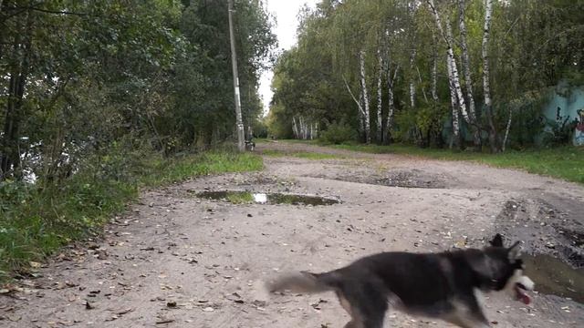 щенок хаски перелетает через лужу смотреть онлайн