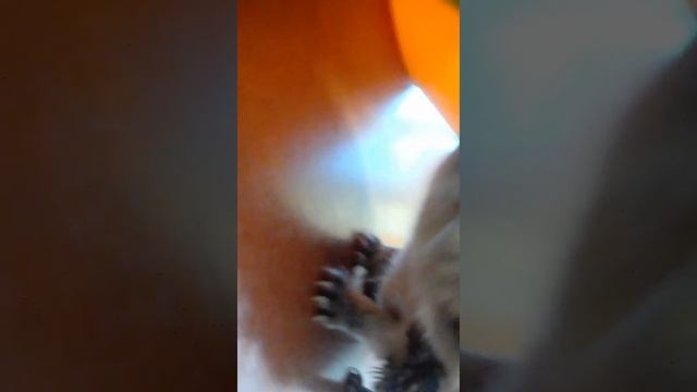 Ёжик Володя смотреть онлайн
