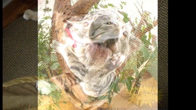 Смешные животные. Приколы с животными. смотреть онлайн
