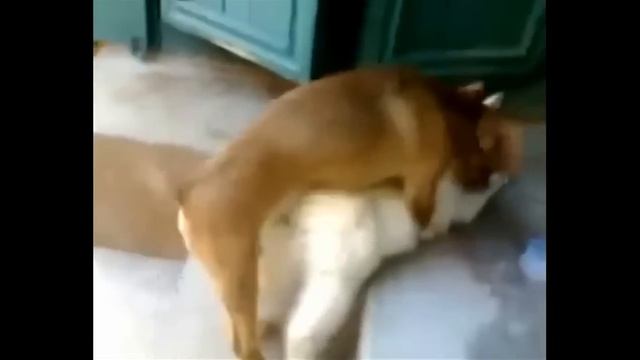 ПРИКОЛЬНЫЕ ЖИВИТНЫЕ ХОТЯТ ВЕСЕННЕЙ ЛЮБВИ смотреть онлайн